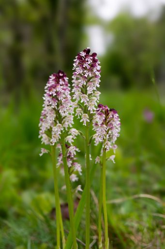 petite orchidée sauvage avec 4 pieds, fleurs blanches avec des points pourpres, sur le haut de la plante, les fleurs sont de plus en plus pourpres.