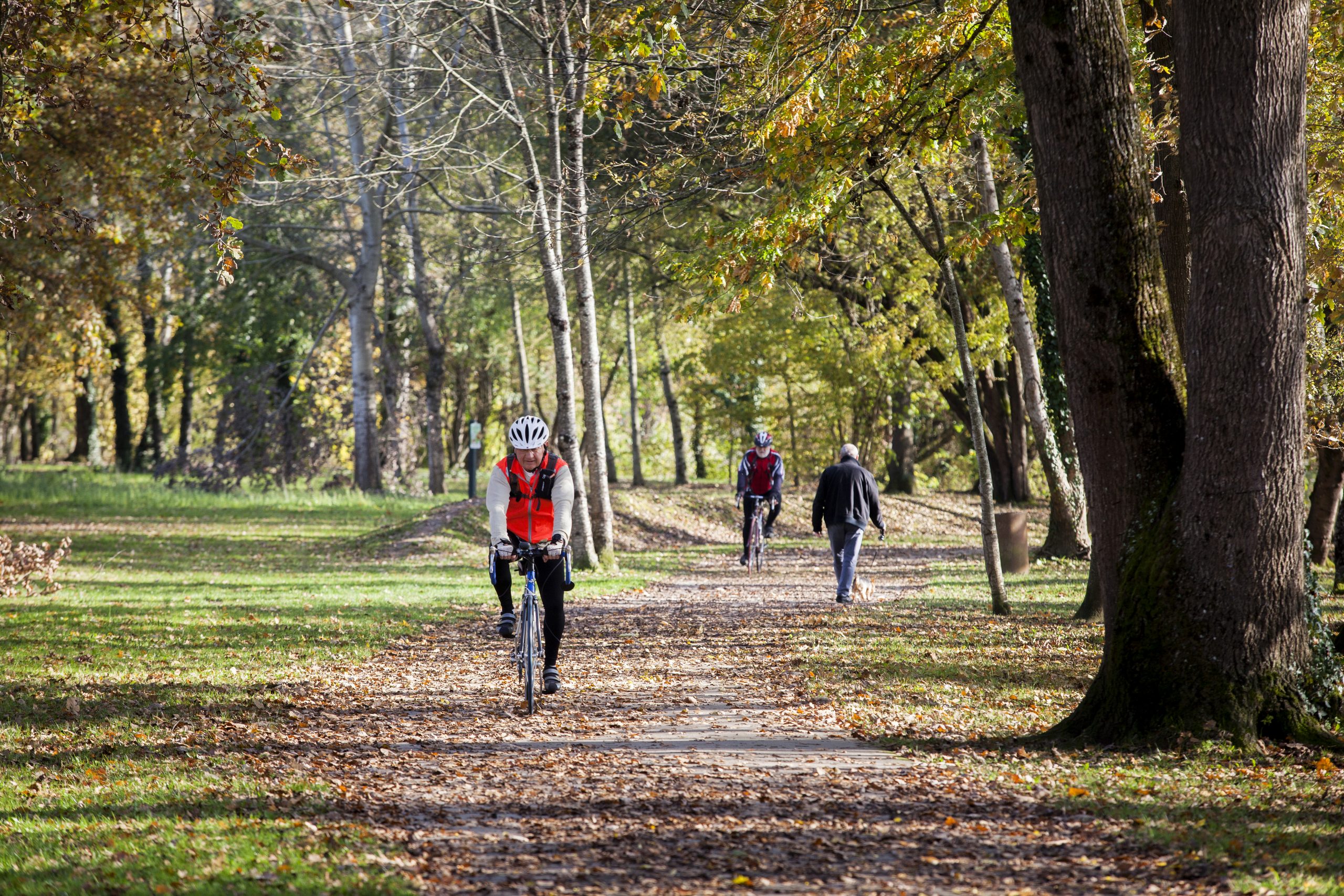 Plusieurs cyclistes et un piéton se promènent sur la voie verte dans les bois. C'est l'automne, de nombreuses feuilles jonchent le sol. Le vert et l'orange dominent l'ambiance très apaisée du décor.