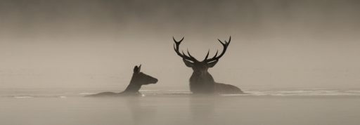 Entre le ciel et l'eau, sur fond de brouillard et d'une couleur oscillant entre le beige et le marron clair, deux animaux dont un cerf attendent