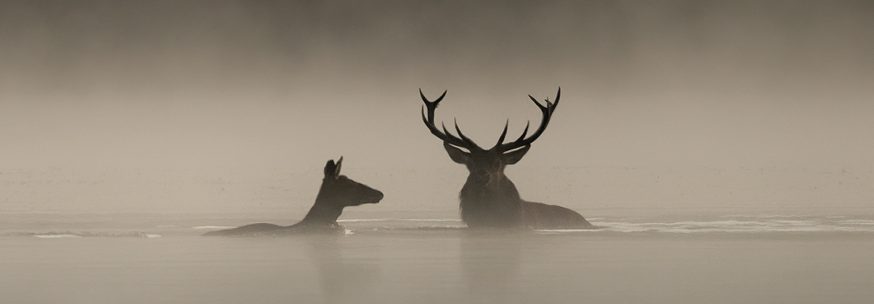Entre le ciel et l'eau, sur fond de brouillard et d'une couleur oscillant entre le beige et le marron clair, deux animaux dont un cerf attendent