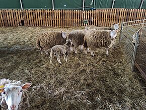 Agrandir l'image (fenêtre modale)