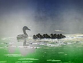 Agrandir l'image (fenêtre modale)