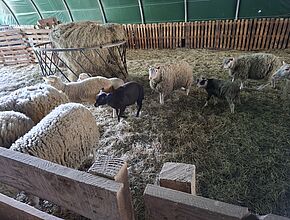 Agrandir l'image (fenêtre modale)