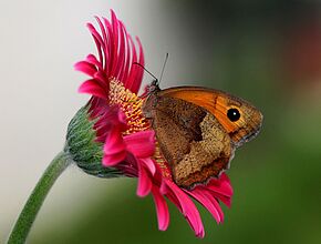 Agrandir l'image (fenêtre modale)