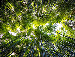 Beautiful landscape of bamboo grove in the forest at Arashiyama