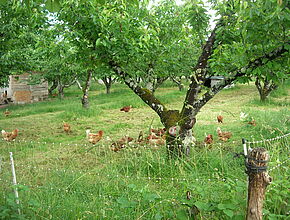 Agrandir l'image (fenêtre modale)