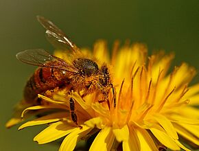 Agrandir l'image (fenêtre modale)