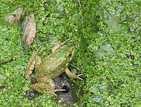 Agrandir l'image (fenêtre modale)