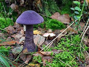 Agrandir l'image (fenêtre modale)