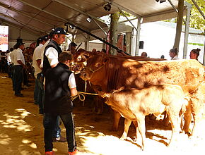 Agrandir l'image (fenêtre modale)