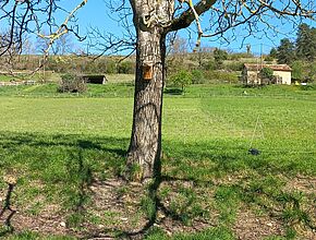 Agrandir l'image (fenêtre modale)