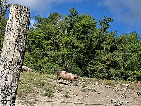Agrandir l'image (fenêtre modale)