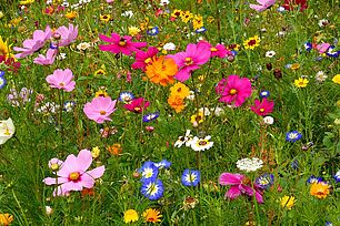 champ de fleurs très colorées