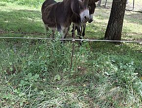 Agrandir l'image (fenêtre modale)